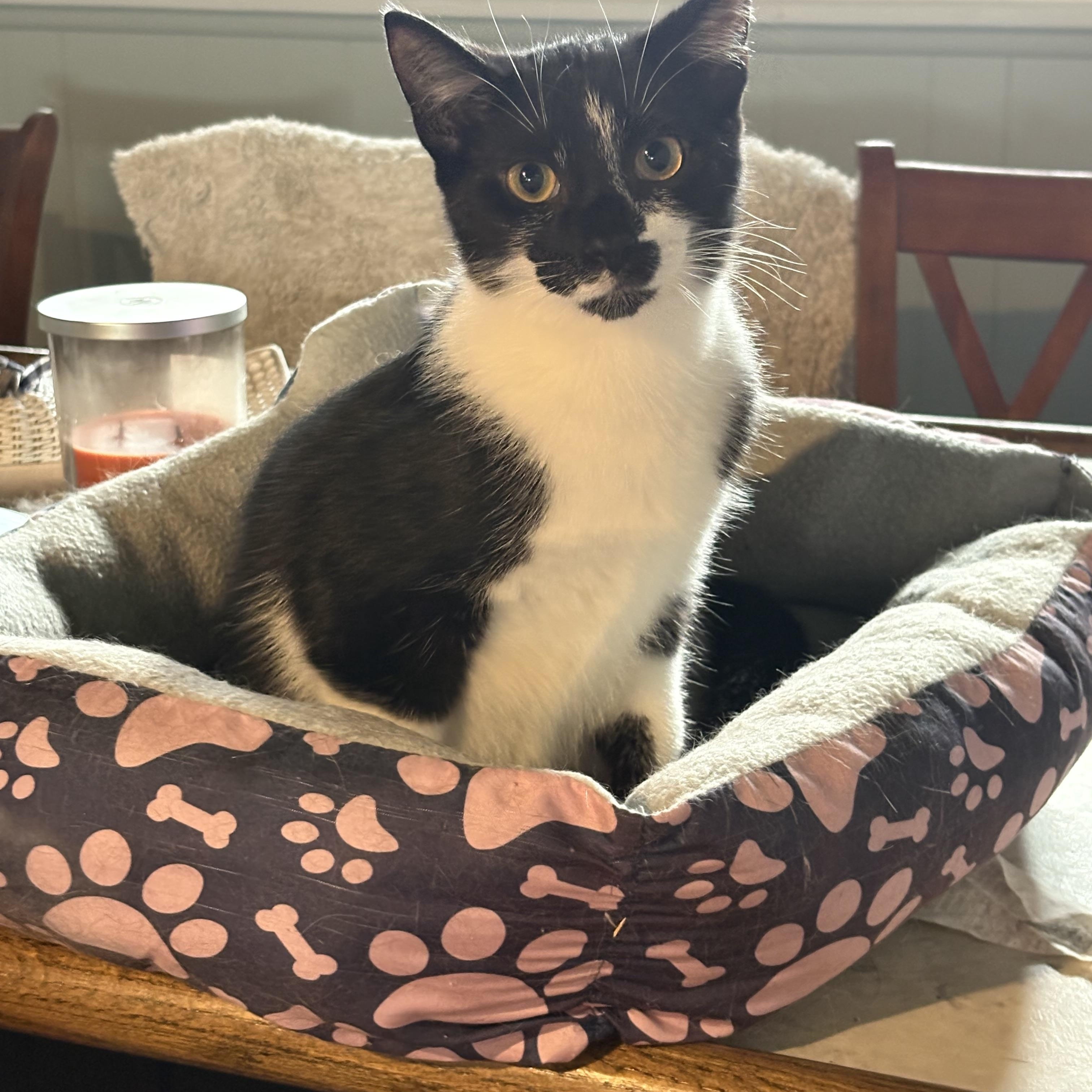 Enlarge Patches, a Adoptable Domestic Short Hair in Cleveland, OH image 5/6