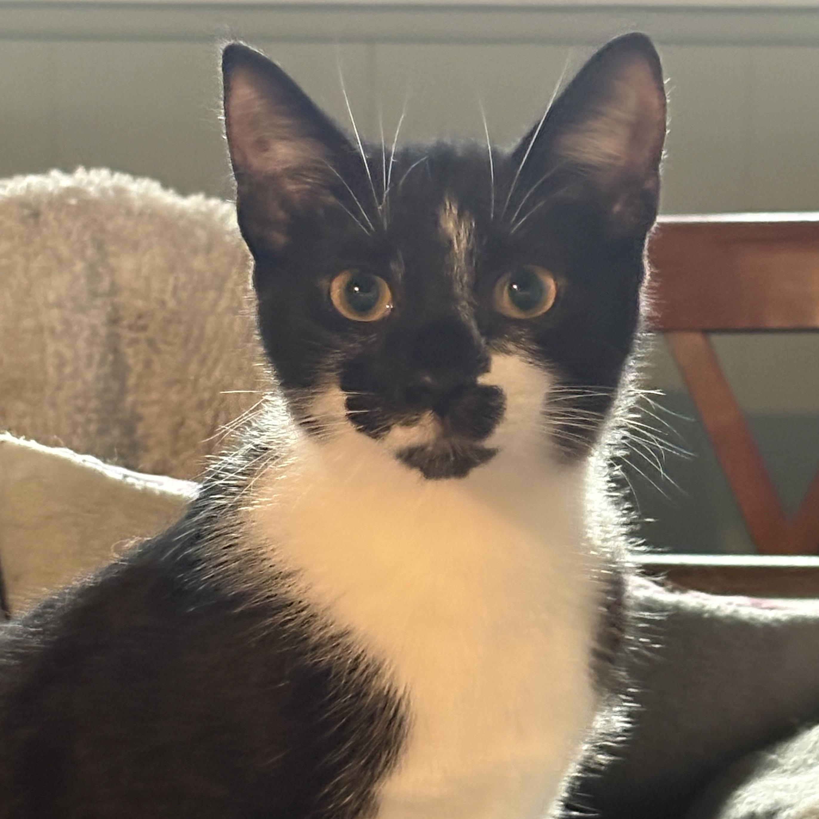 Enlarge Patches, a Adoptable Domestic Short Hair in Cleveland, OH image 6/6