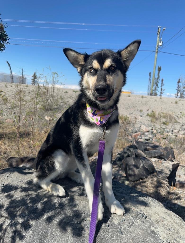 Enlarge Prim, a Adoptable mixed breed in Yellowknife, NT image 1/6