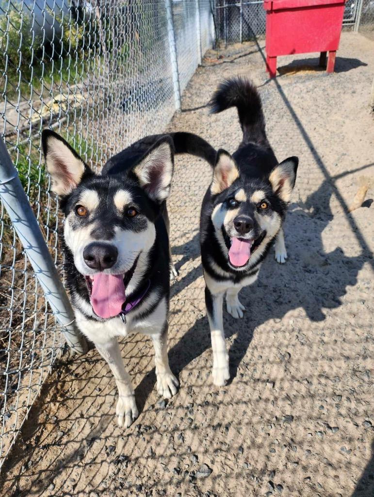 Enlarge Prim, a Adoptable mixed breed in Yellowknife, NT image 2/6