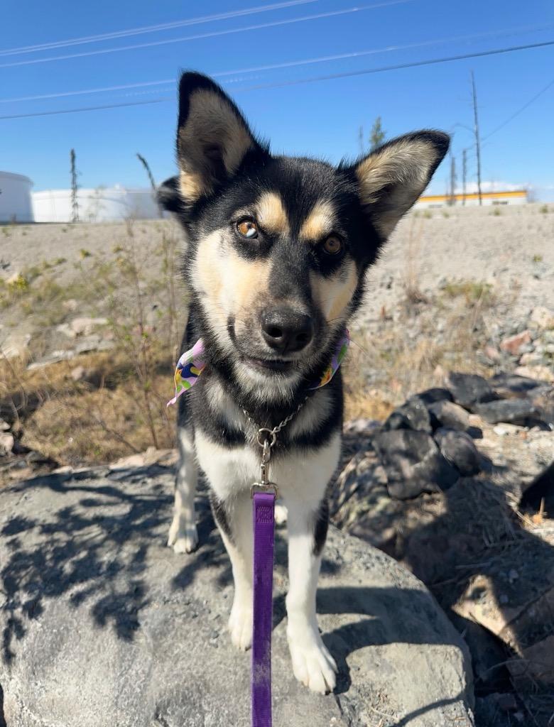 Enlarge Prim, a Adoptable mixed breed in Yellowknife, NT image 3/6