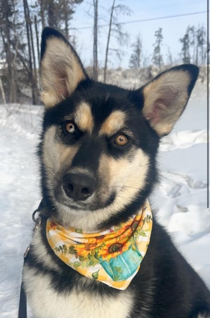 Enlarge Prim, a Adoptable mixed breed in Yellowknife, NT image 4/6