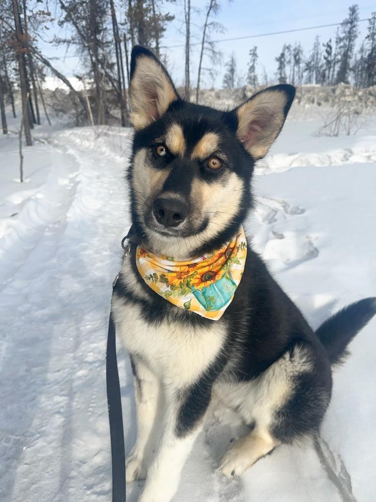 Enlarge Prim, a Adoptable mixed breed in Yellowknife, NT image 5/6
