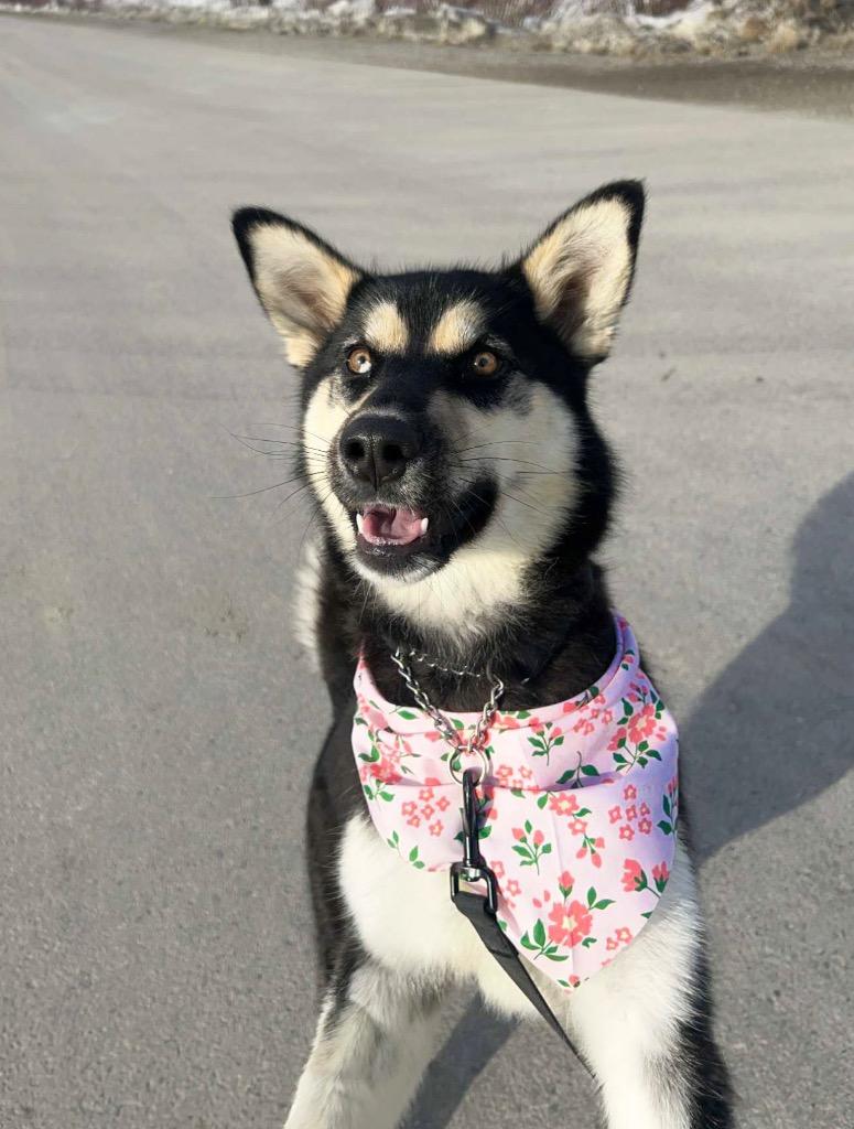 Enlarge Prim, a Adoptable mixed breed in Yellowknife, NT image 6/6