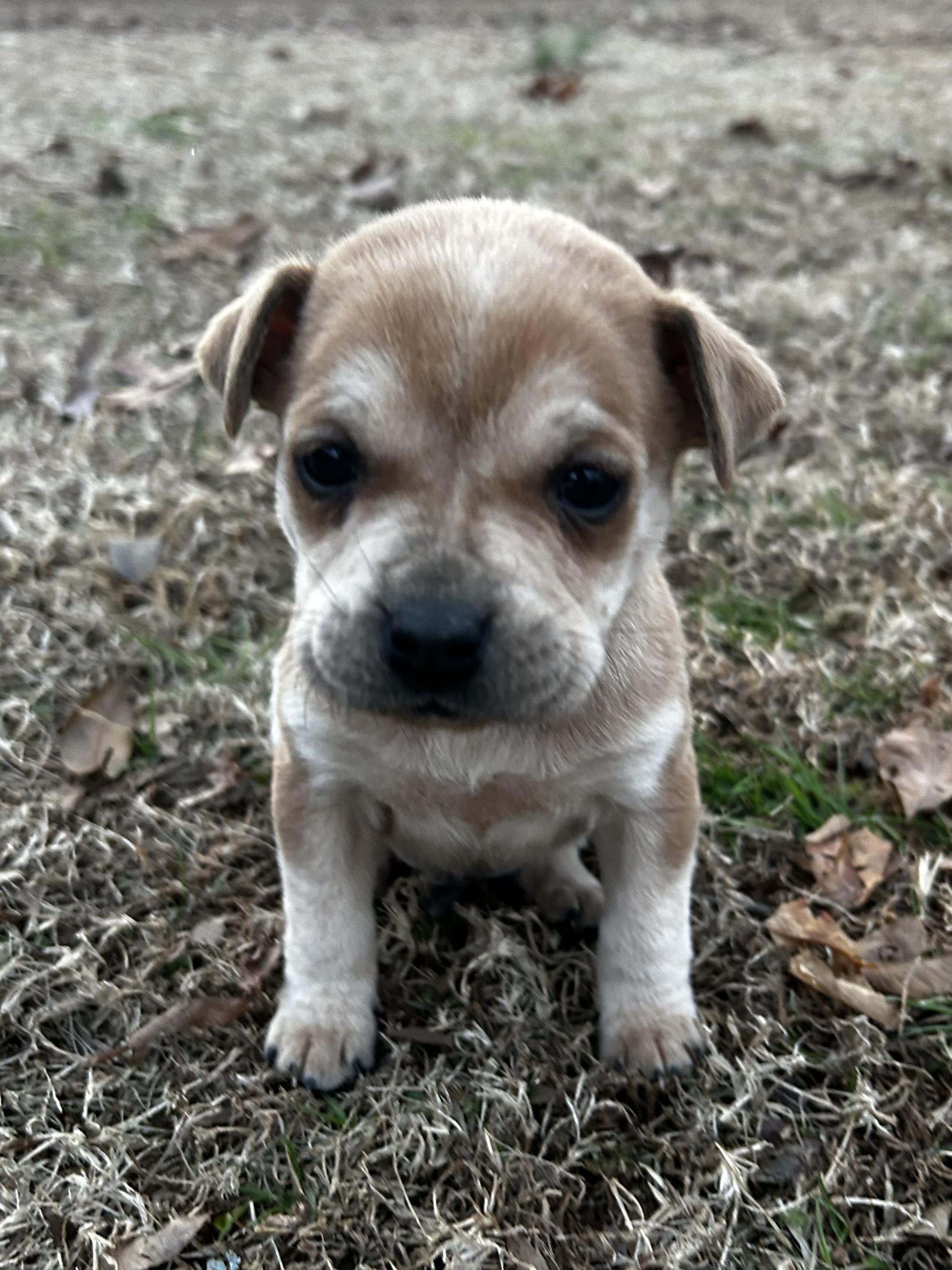 Lenny, Adoptable, Puppy Male American Staffordshire Terrier & Labrador Retriever.