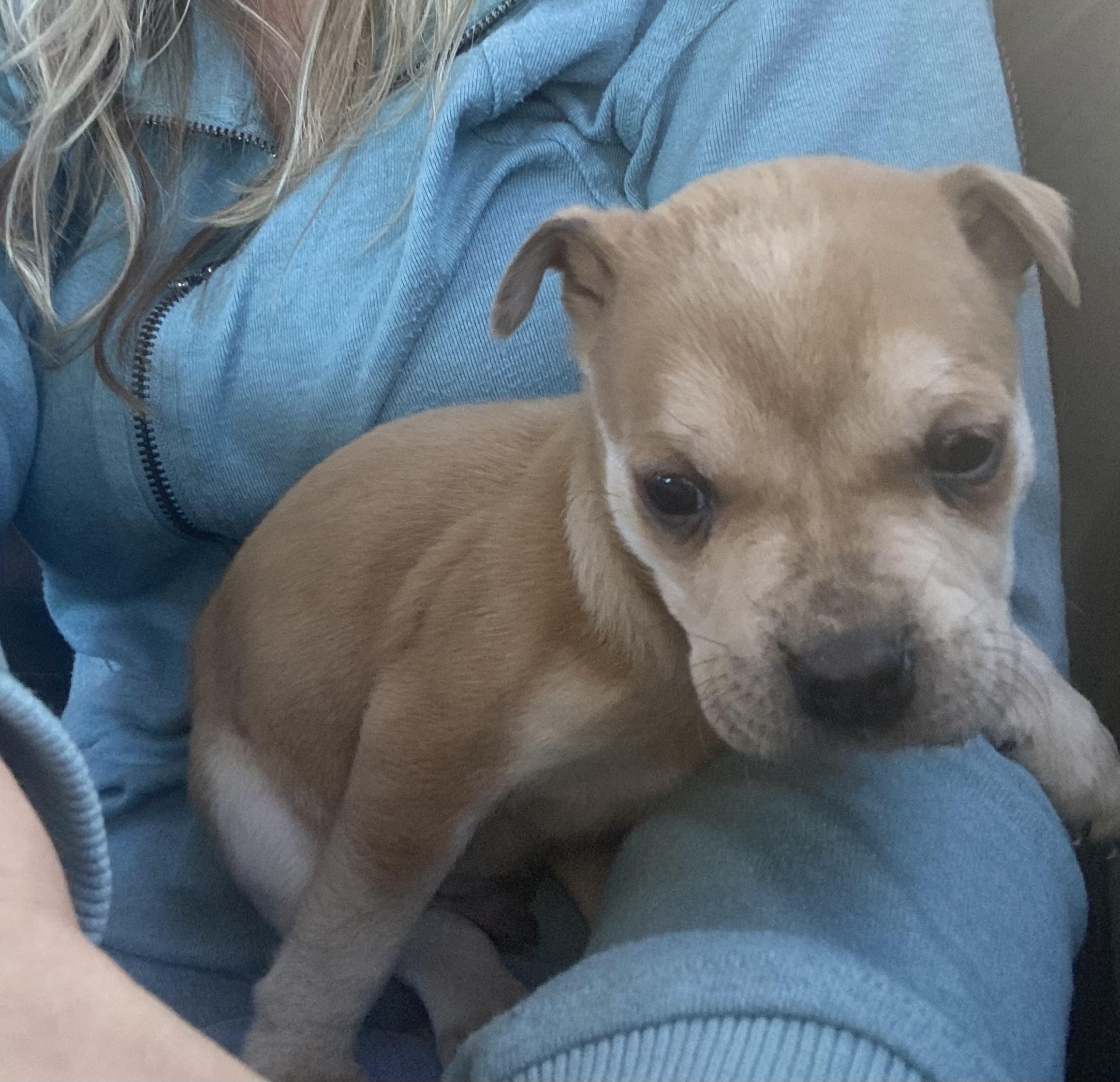 Lenny, a Adoptable mixed breed in Kannapolis, NC image 2/2