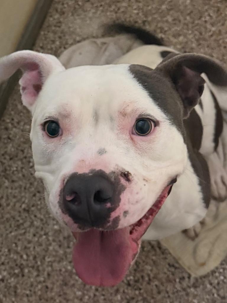 Enlarge Otis, a ADOPTABLE Pit Bull Terrier in Columbus, NE image 3/3