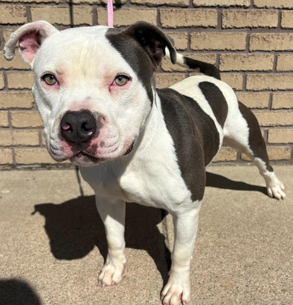 Enlarge Otis, a ADOPTABLE Pit Bull Terrier in Columbus, NE image 1/3