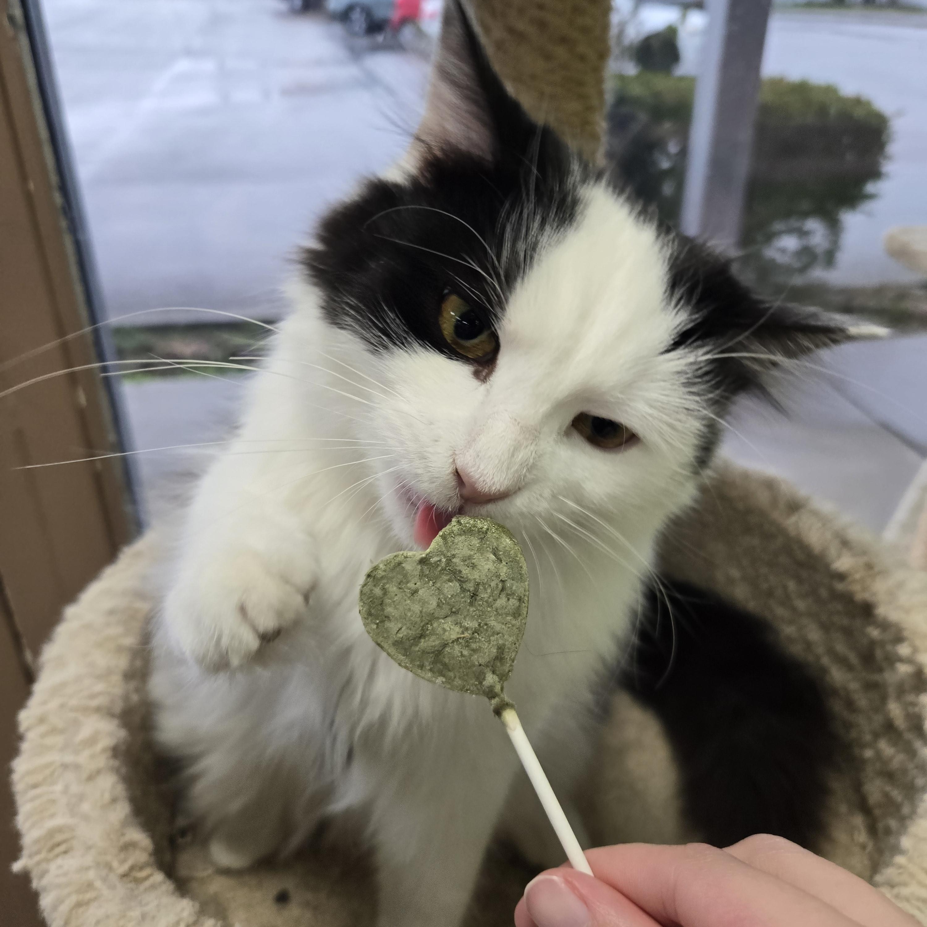 Enlarge Garamond & Helvetica, an adopted mixed breed in Richmond, KY image 3/6