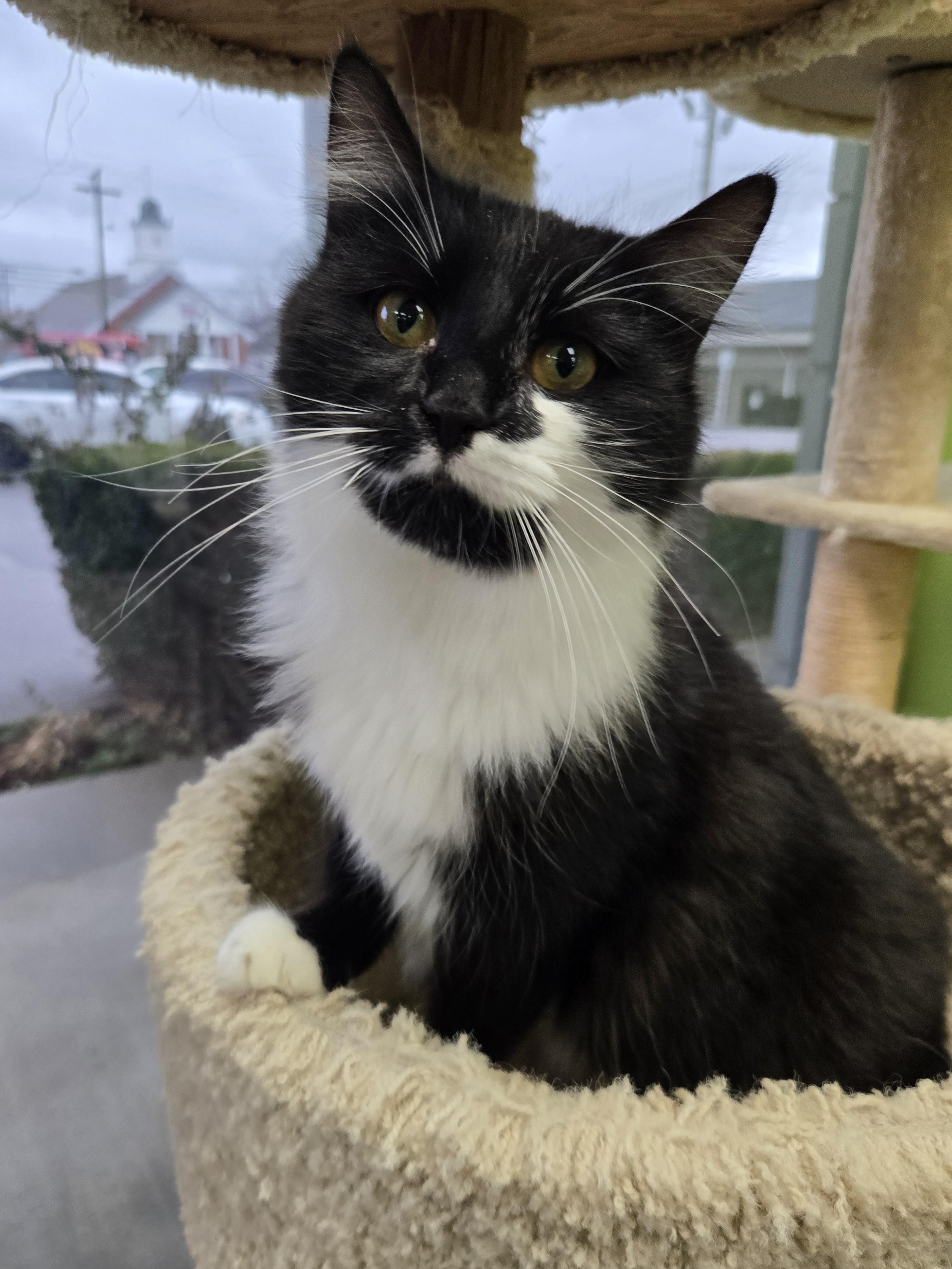 Enlarge Garamond & Helvetica, an adopted mixed breed in Richmond, KY image 4/6