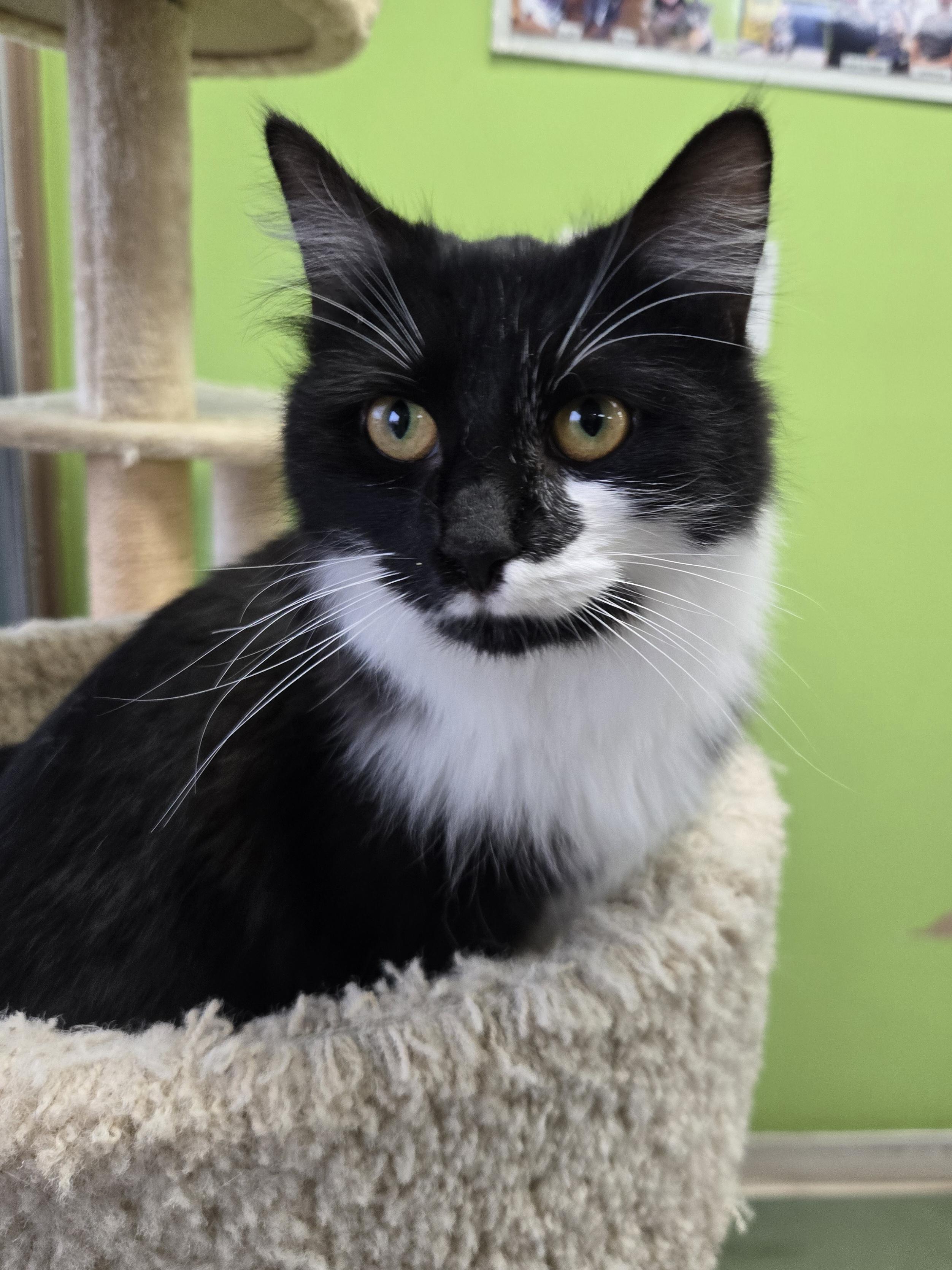 Enlarge Garamond & Helvetica, an adopted mixed breed in Richmond, KY image 5/6