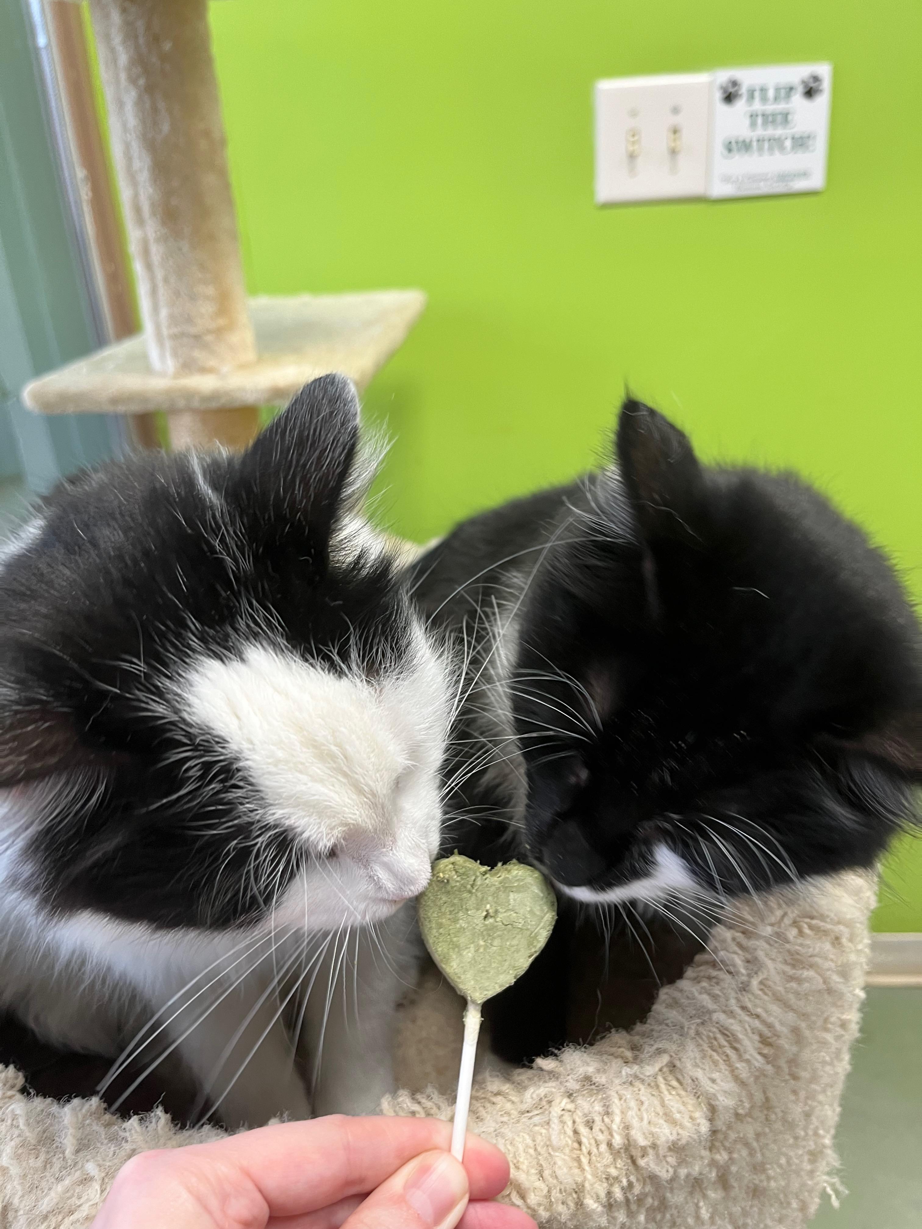 Enlarge Garamond & Helvetica, an adopted mixed breed in Richmond, KY image 2/6