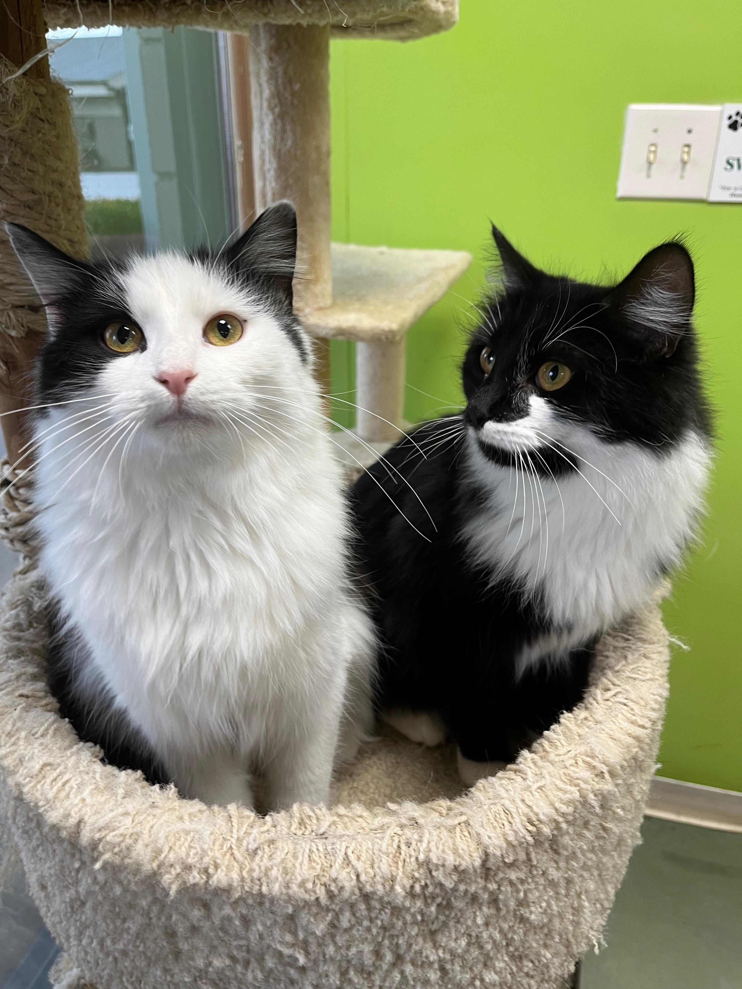 Enlarge Garamond & Helvetica, an adopted mixed breed in Richmond, KY image 1/6