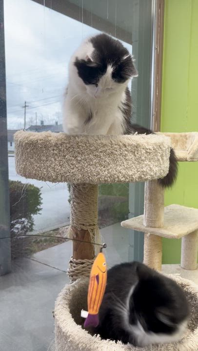 Enlarge Garamond & Helvetica, an adopted mixed breed in Richmond, KY video 6/6