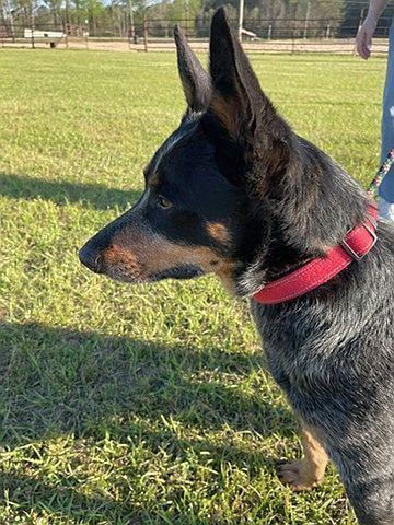 Enlarge Murphy, a Adoptable Australian Cattle Dog / Blue Heeler in Monticello, MS image 1/3