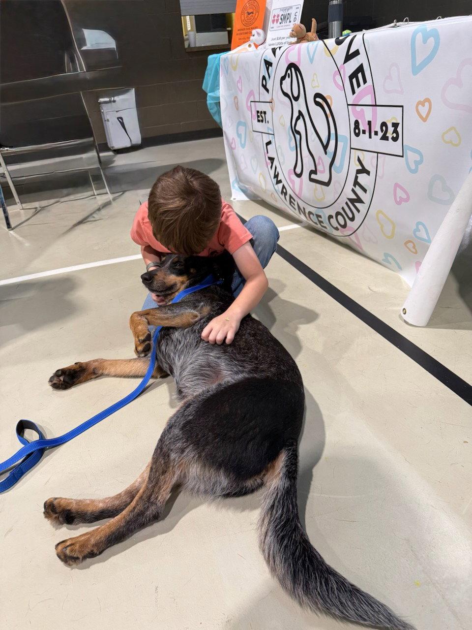 Enlarge Murphy, a Adoptable Australian Cattle Dog / Blue Heeler in Monticello, MS image 2/3