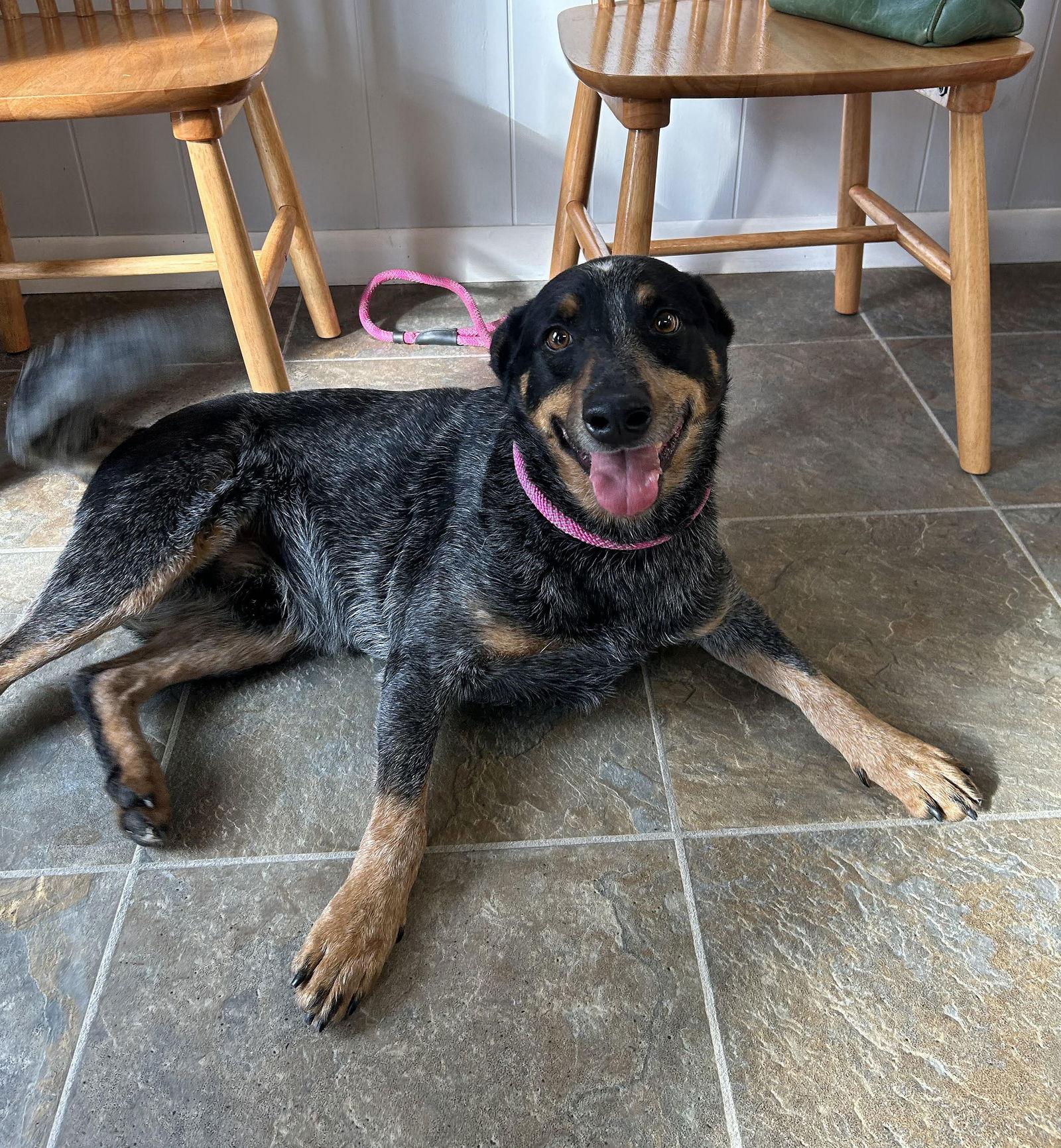 Murphy, a Adoptable Australian Cattle Dog / Blue Heeler in Monticello, MS image 1/3