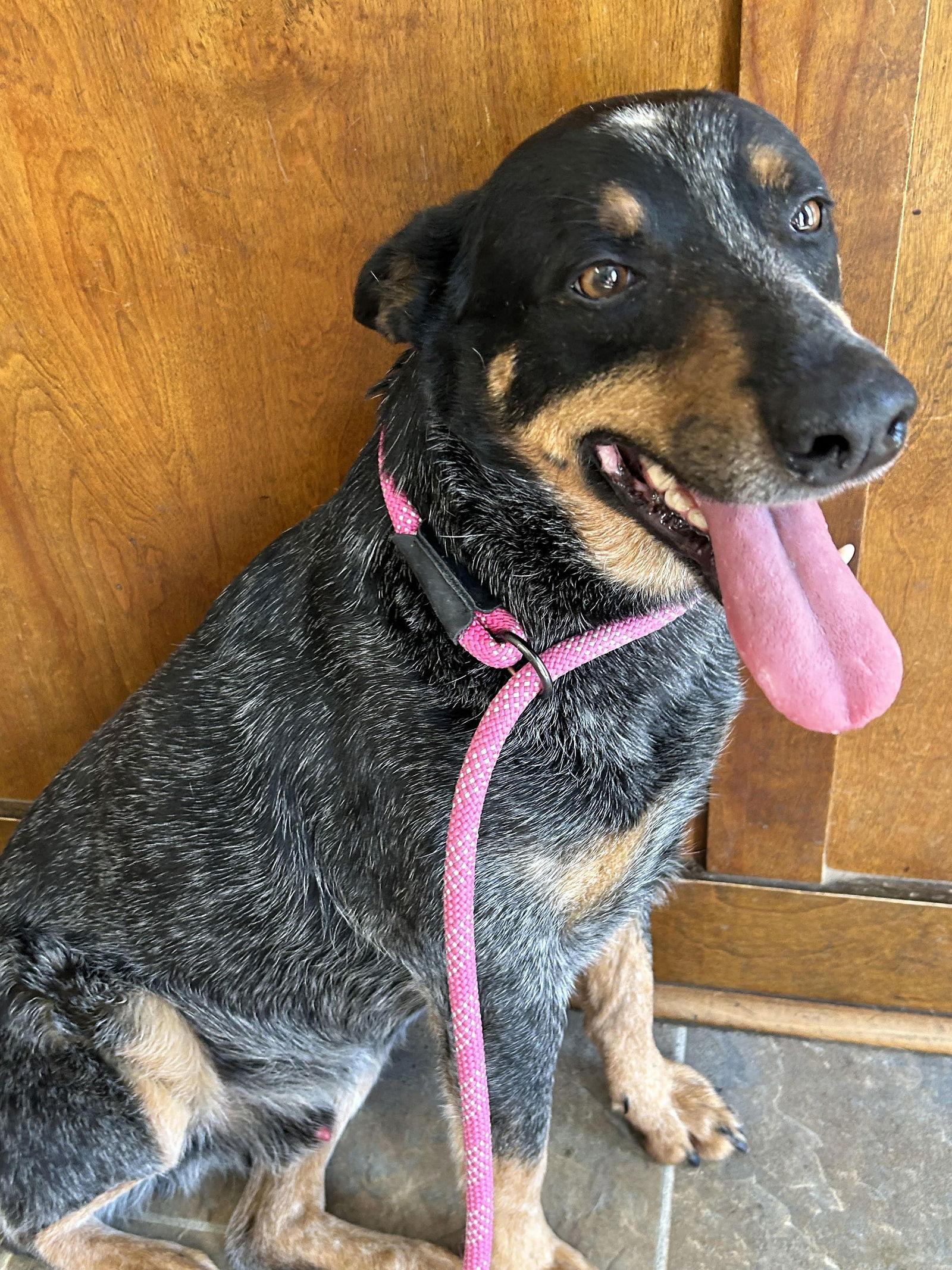 Murphy, a Adoptable Australian Cattle Dog / Blue Heeler in Monticello, MS image 2/3