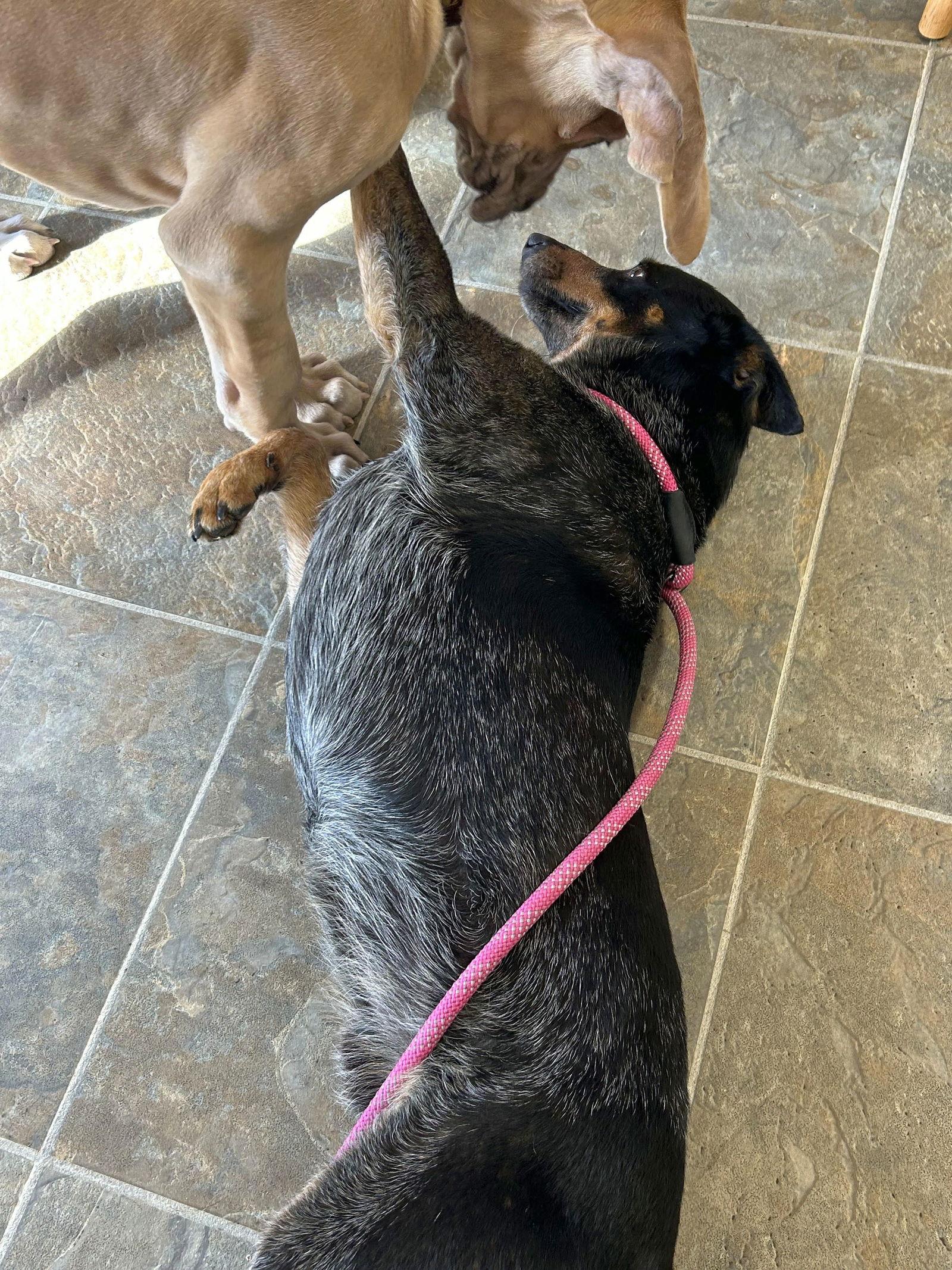 Murphy, a Adoptable Australian Cattle Dog / Blue Heeler in Monticello, MS image 3/3