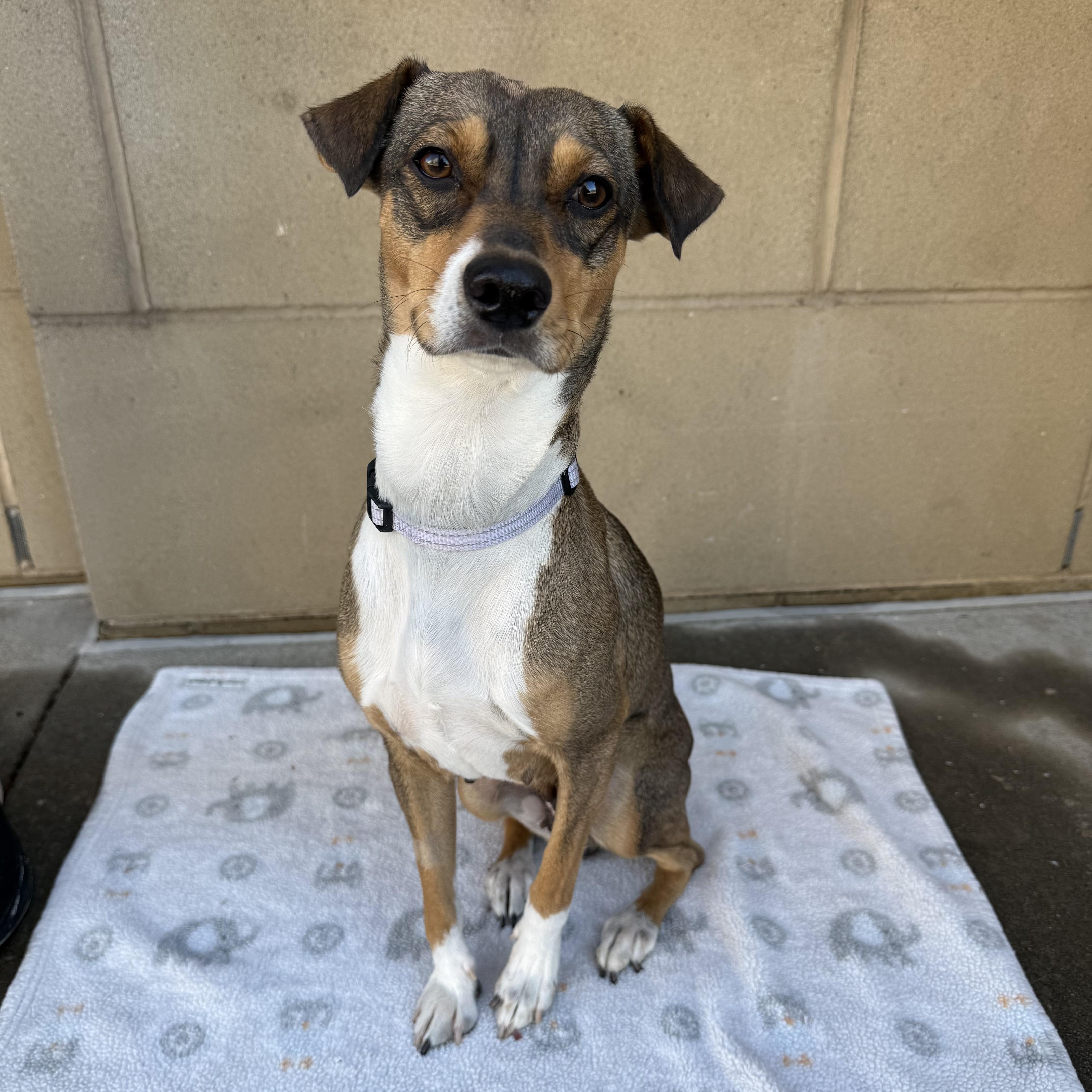 Enlarge Ruby, an adoptable mixed breed in Fort Collins, CO image 1/6