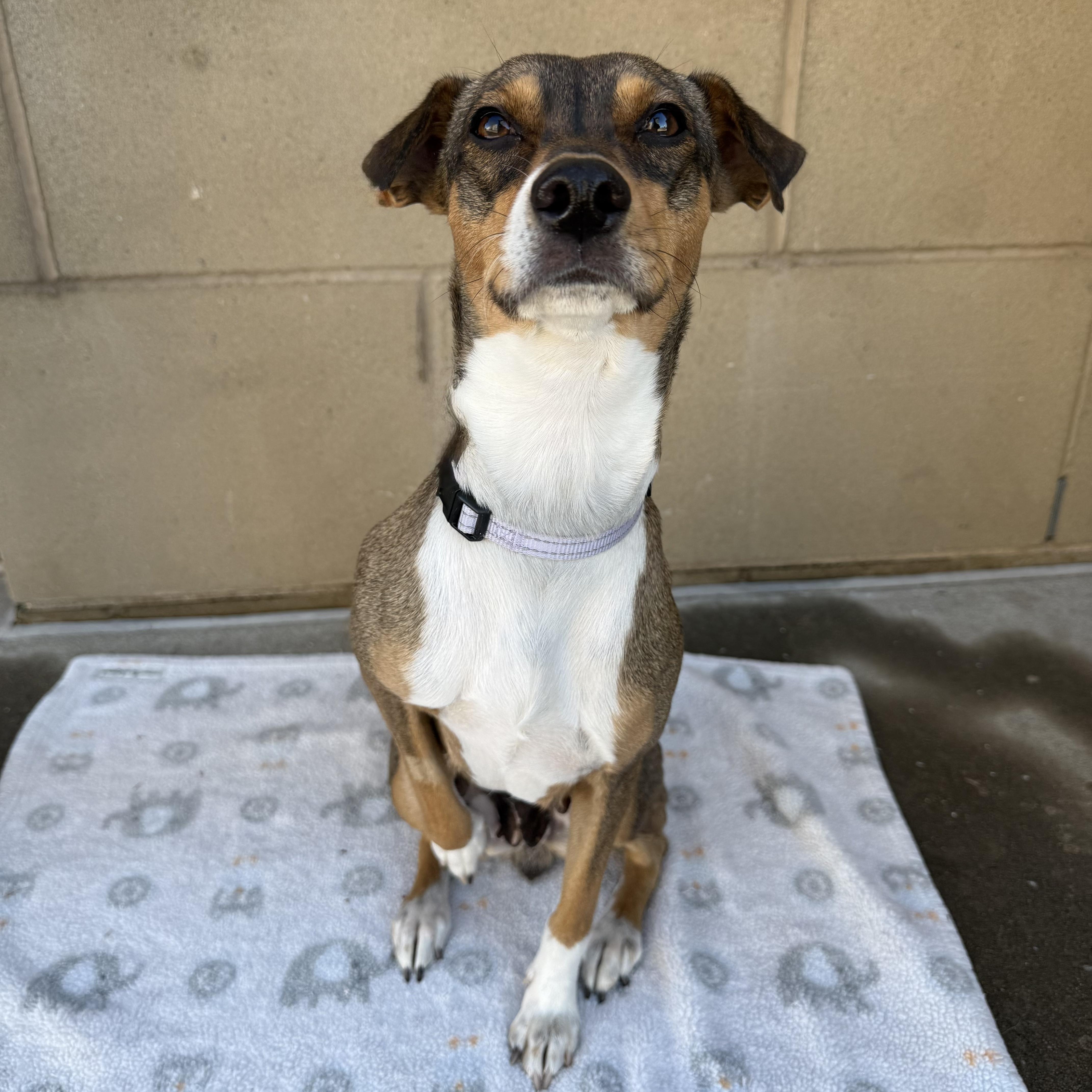 Enlarge Ruby, an adoptable mixed breed in Fort Collins, CO image 2/6