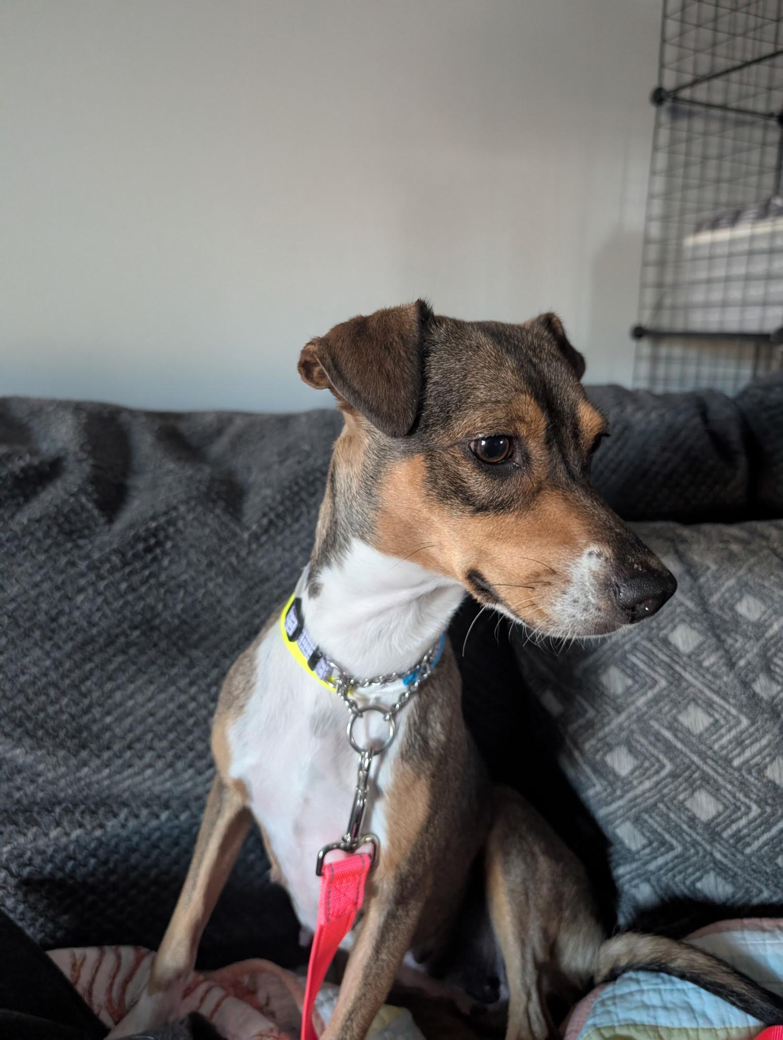 Enlarge Ruby, an adoptable mixed breed in Fort Collins, CO image 5/6