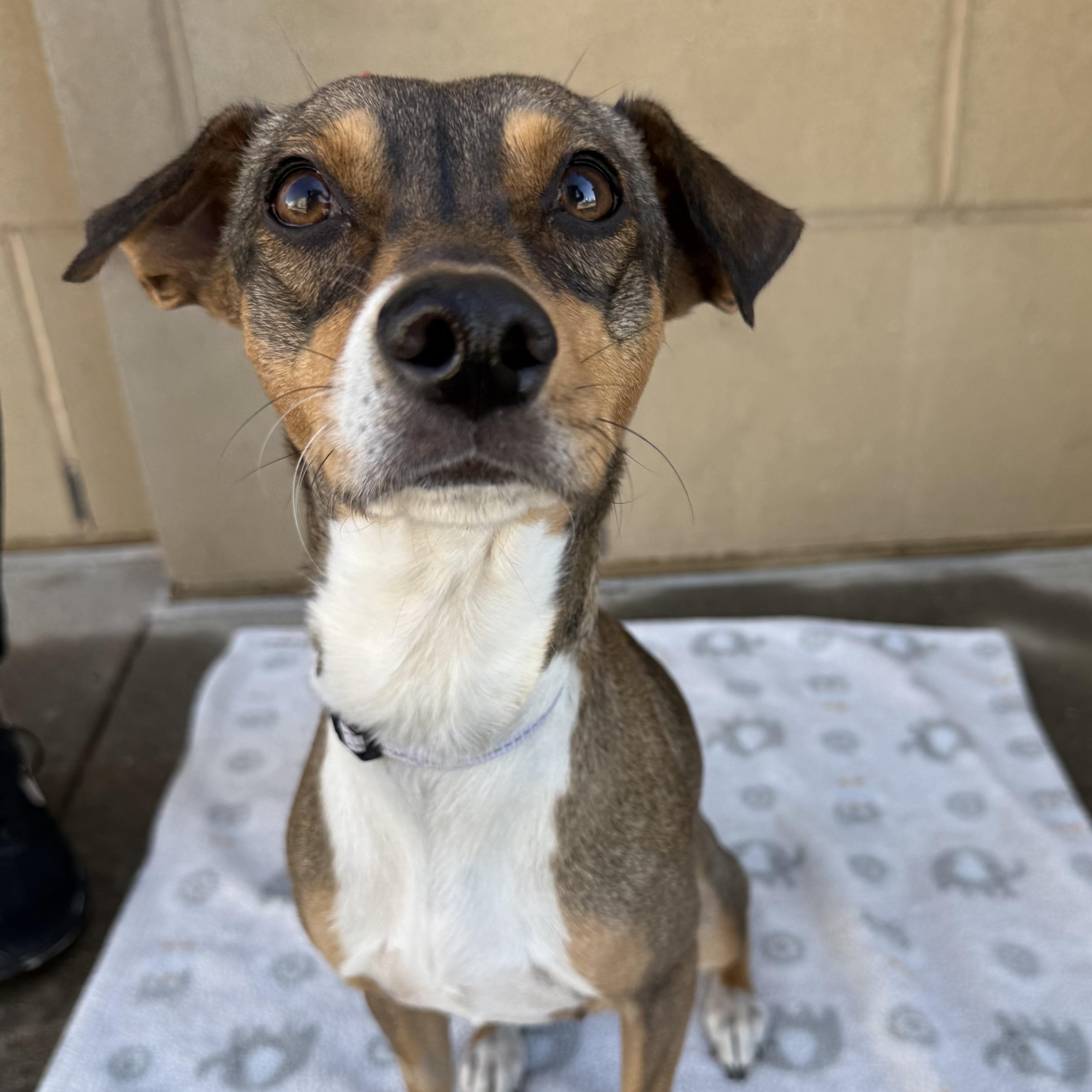 Enlarge Ruby, an adoptable mixed breed in Fort Collins, CO image 3/6