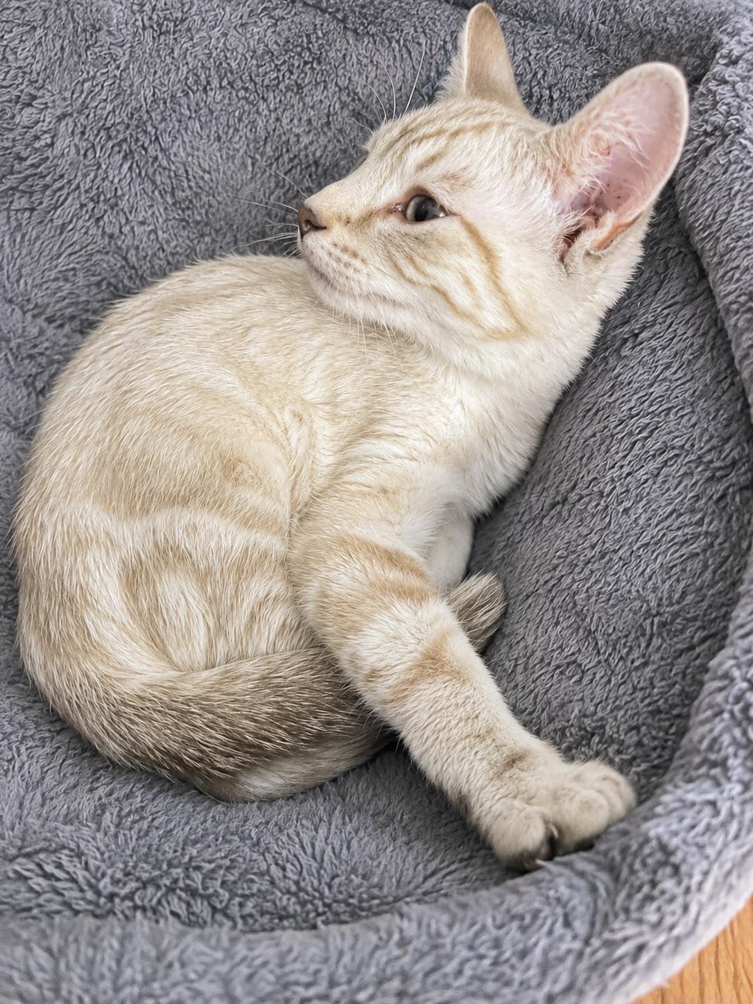 Enlarge Taco, a Adoptable Domestic Short Hair in Pickerington, OH image 2/2