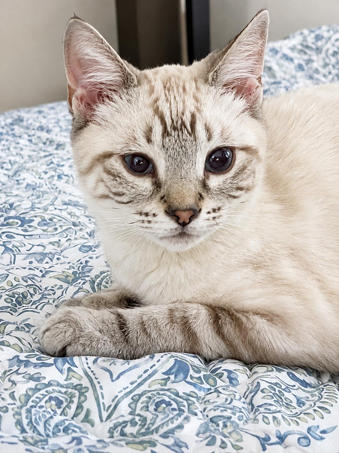 Taco, Adoptable, Kitten Male Domestic Short Hair.