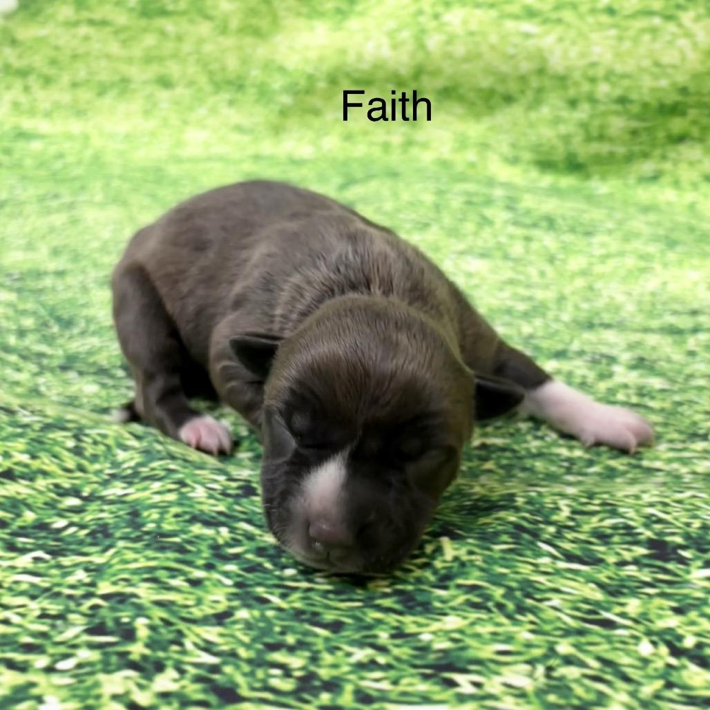 Faith, ADOPTABLE, Puppy Female Pit Bull Terrier.