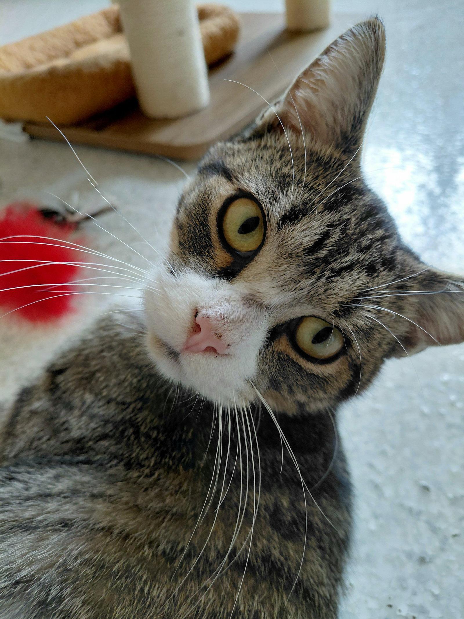 Jimmy, Adoptable, Adult Male Domestic Short Hair.