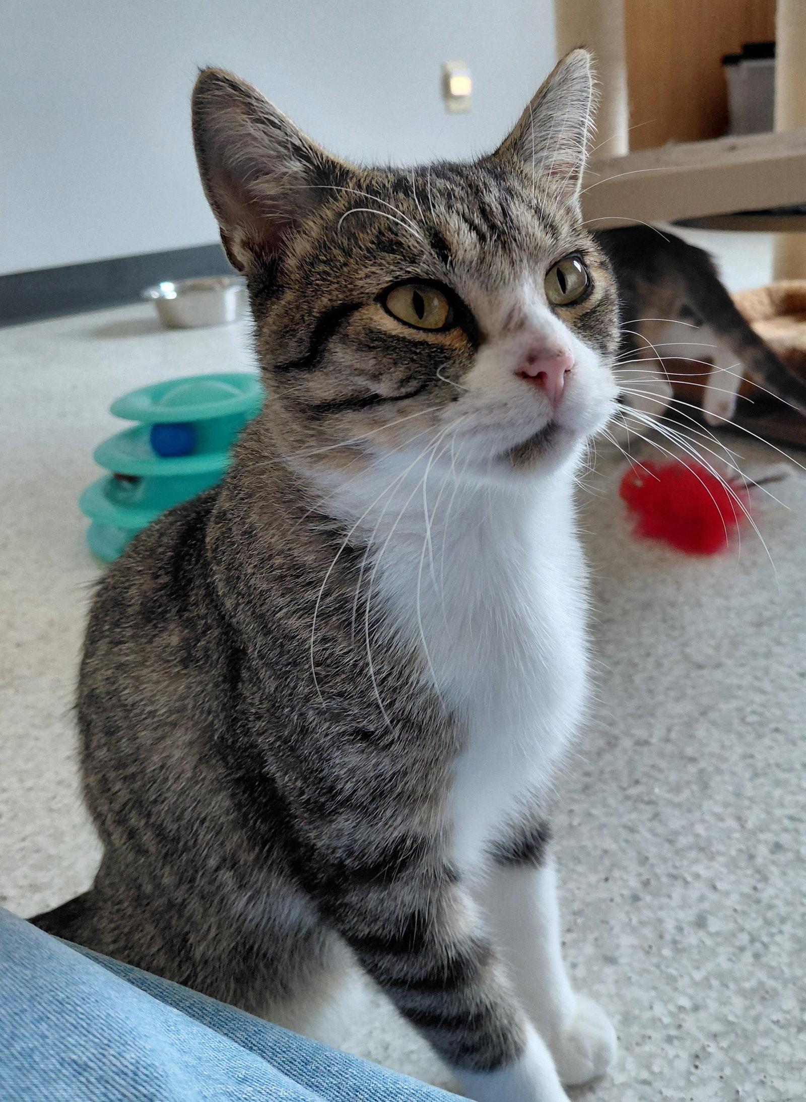 Enlarge Jimmy, a Adoptable Domestic Short Hair in Montello, WI image 2/3