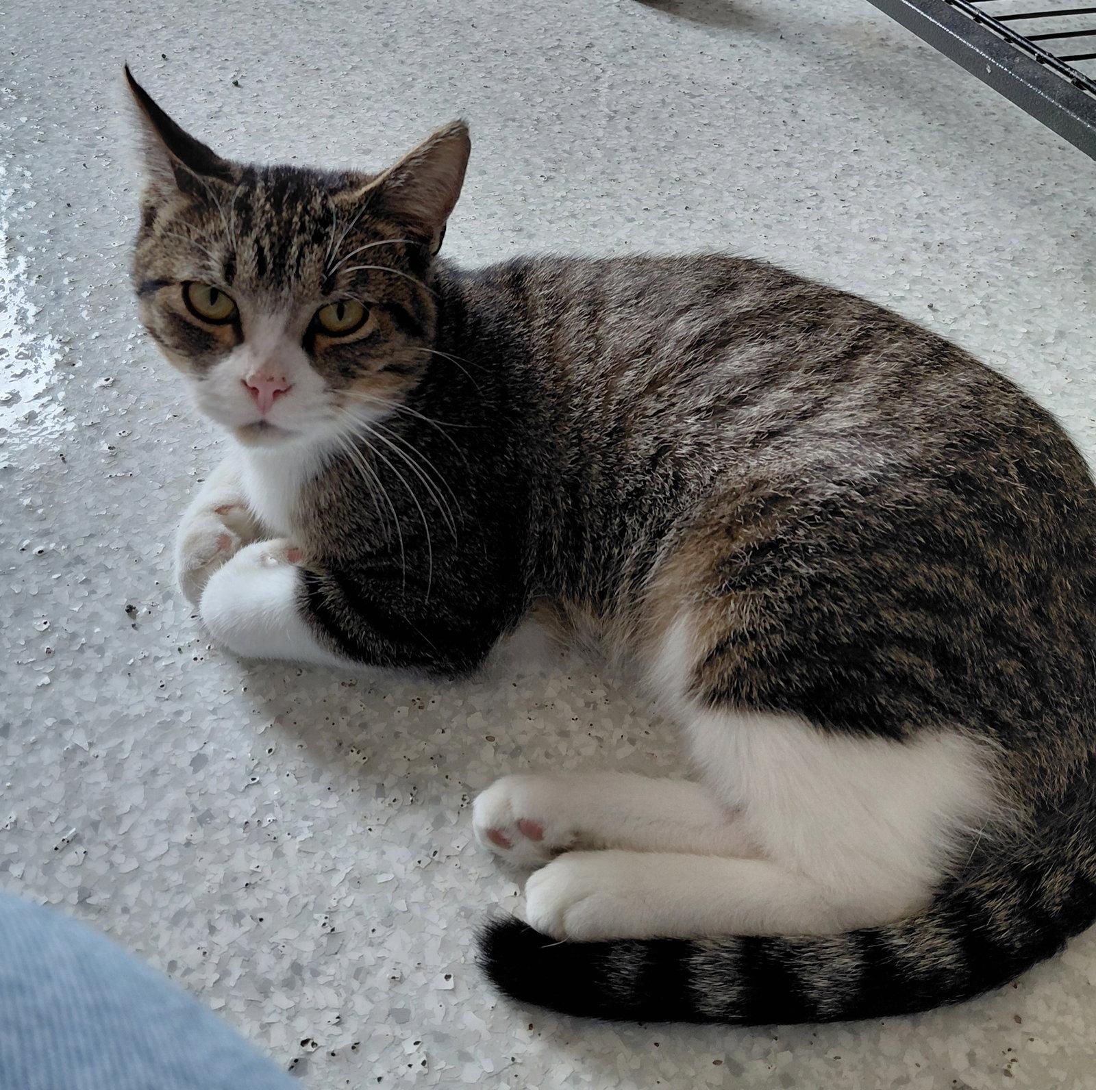 Enlarge Jimmy, a Adoptable Domestic Short Hair in Montello, WI image 3/3