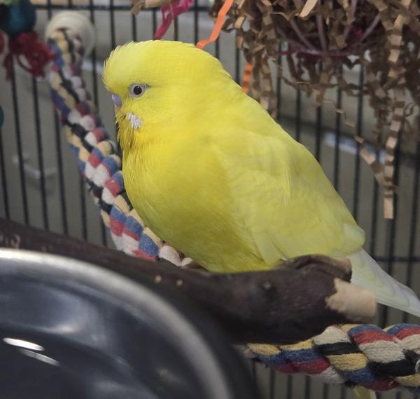 Finn, Adoptable, Adult Female Budgie / Budgerigar.