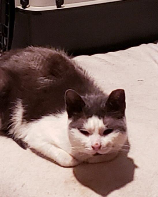 Celeste, an adopted Domestic Short Hair in Sussex, NJ image 2/2