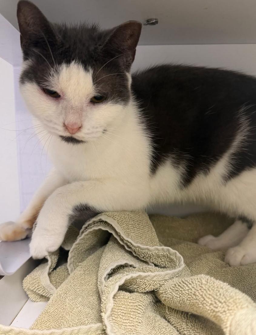 Celeste, an adopted Domestic Short Hair in Sussex, NJ image 1/2