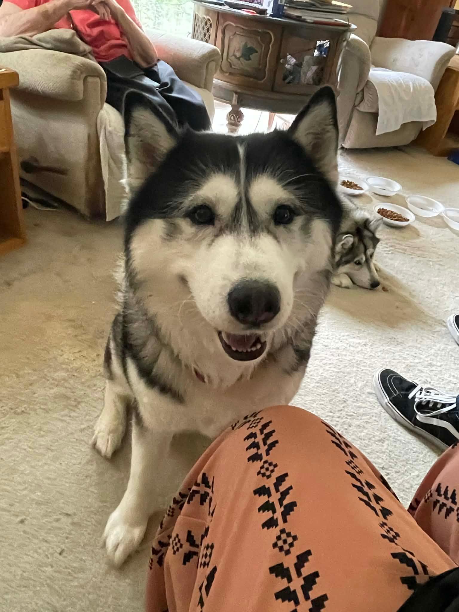Enlarge Joey and Julie *Community Post*, a ADOPTABLE Husky in Floyd, VA image 2/3