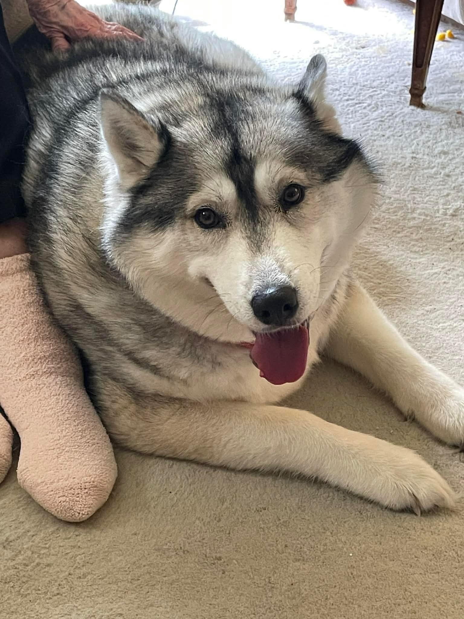Enlarge Joey and Julie *Community Post*, a ADOPTABLE Husky in Floyd, VA image 3/3