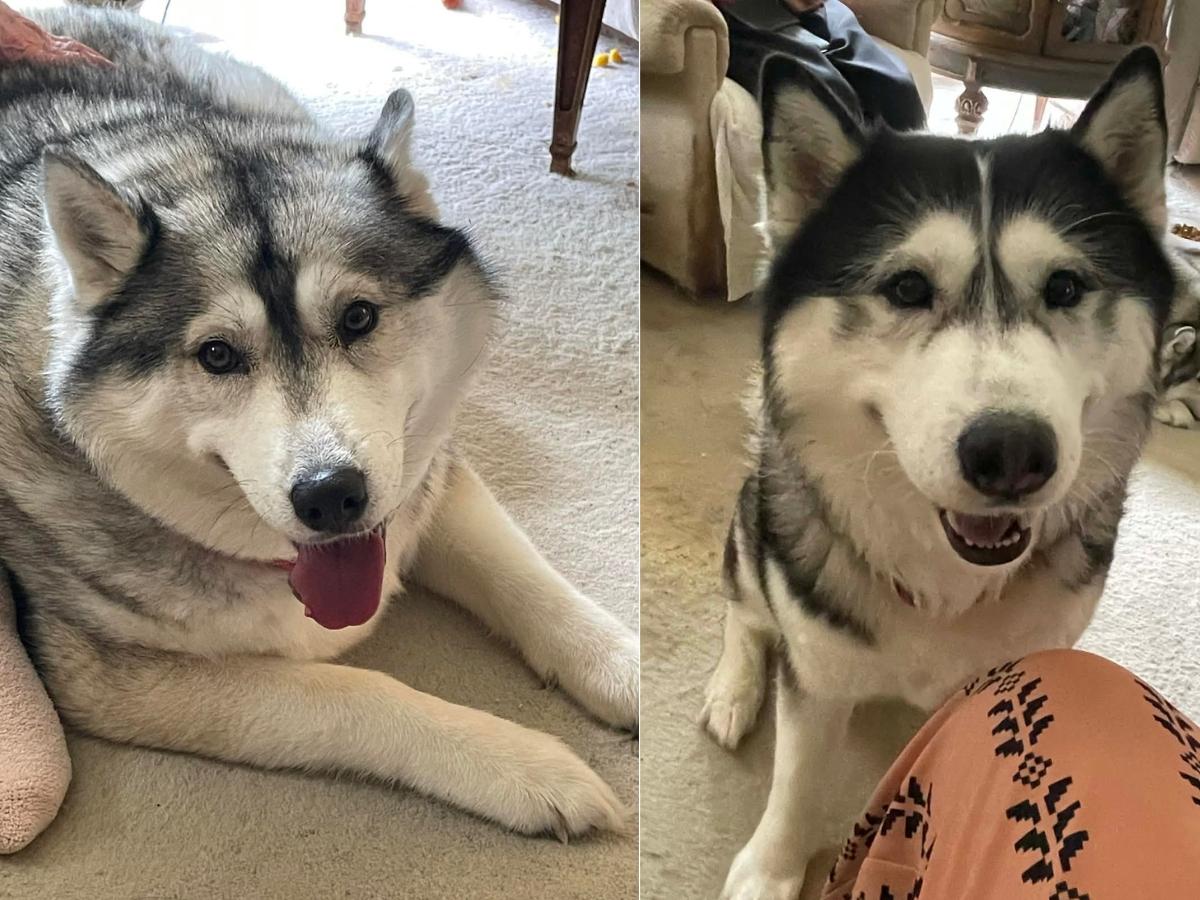 Joey and Julie *Community Post*, ADOPTABLE, Adult Female Husky.