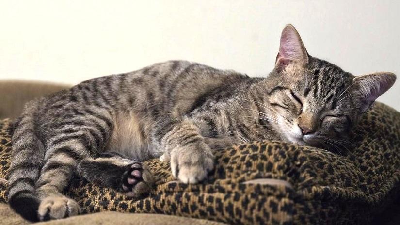 Enlarge DADE, a ADOPTABLE Tabby in Pegram, TN image 3/5