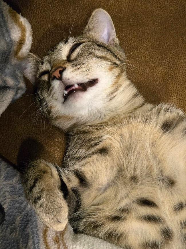 Enlarge DADE, a ADOPTABLE Tabby in Pegram, TN image 5/5