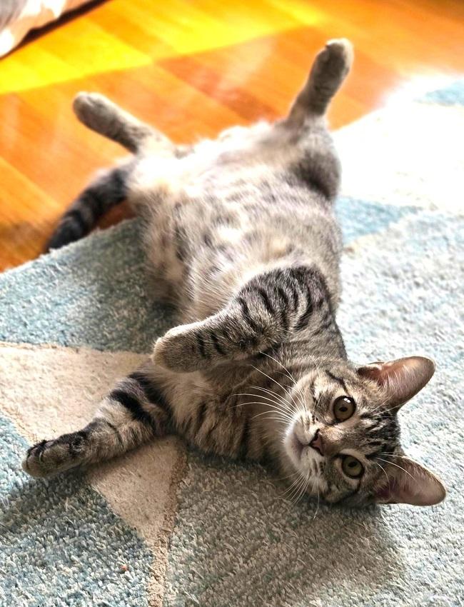 DADE, ADOPTABLE, Young Male Tabby.