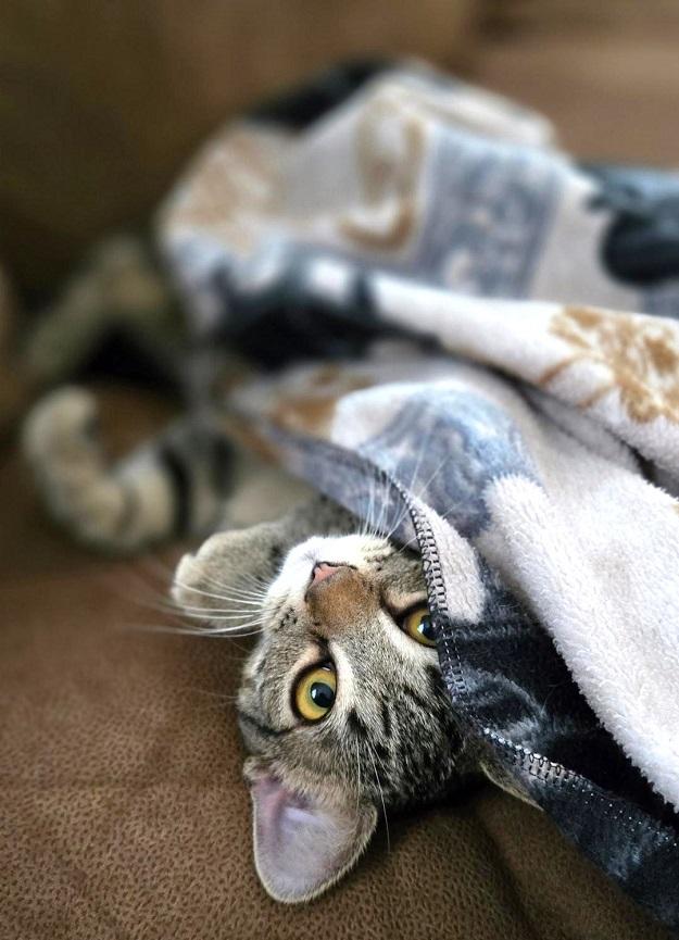 Enlarge DADE, a ADOPTABLE Tabby in Pegram, TN image 1/5