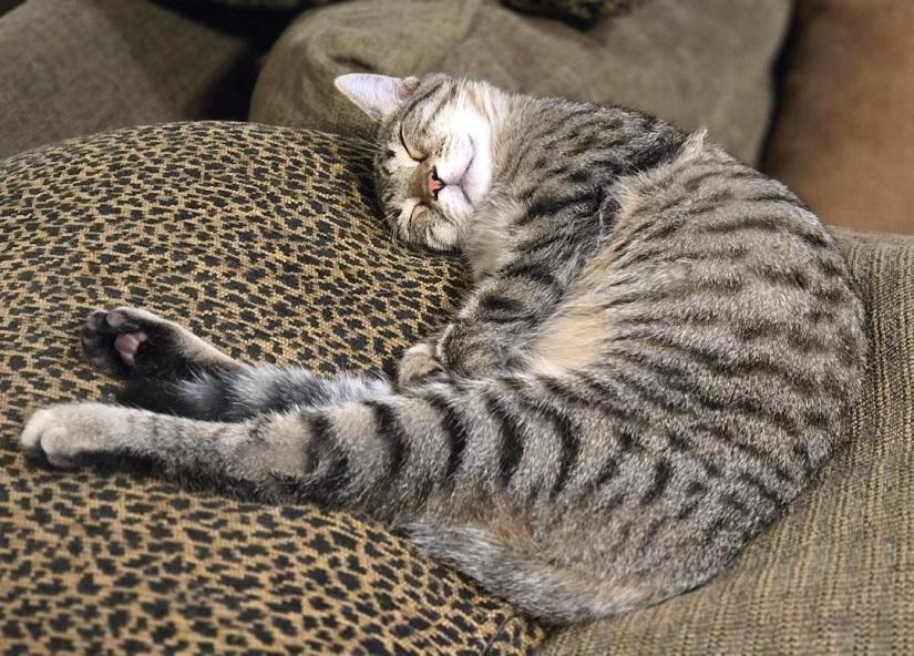 Enlarge DADE, a ADOPTABLE Tabby in Pegram, TN image 4/5