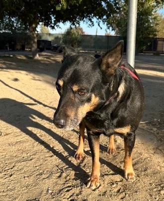 Enlarge George, a Adoptable mixed breed in Ventura, CA image 2/6