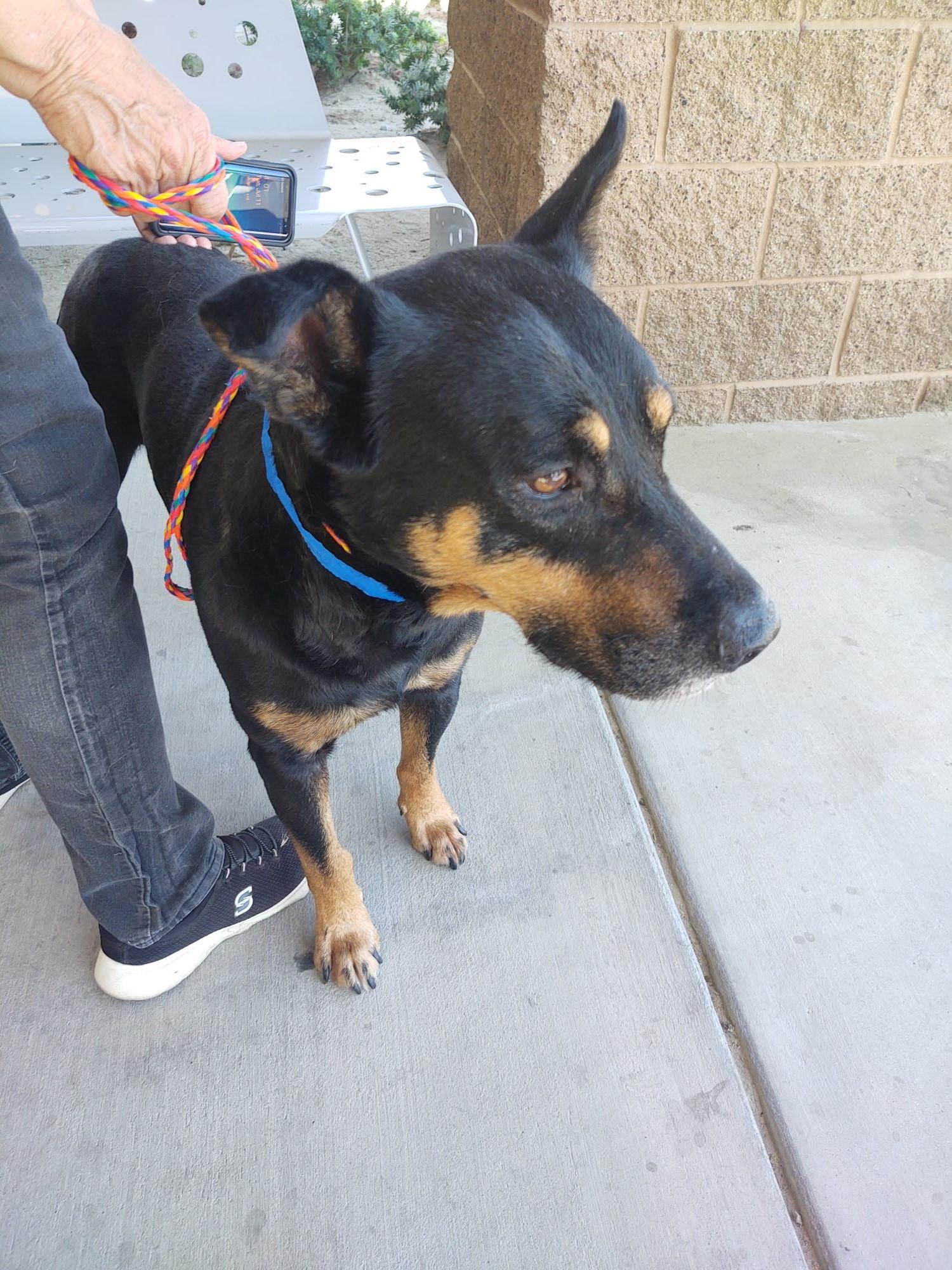 Enlarge George, a Adoptable mixed breed in Ventura, CA image 6/6