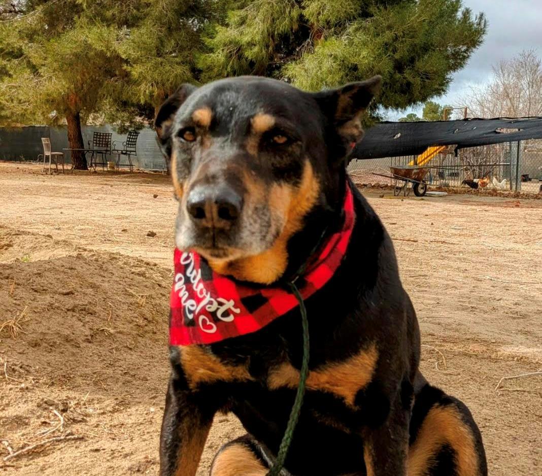 George, Adoptable, Senior Male Rottweiler & Shepherd.
