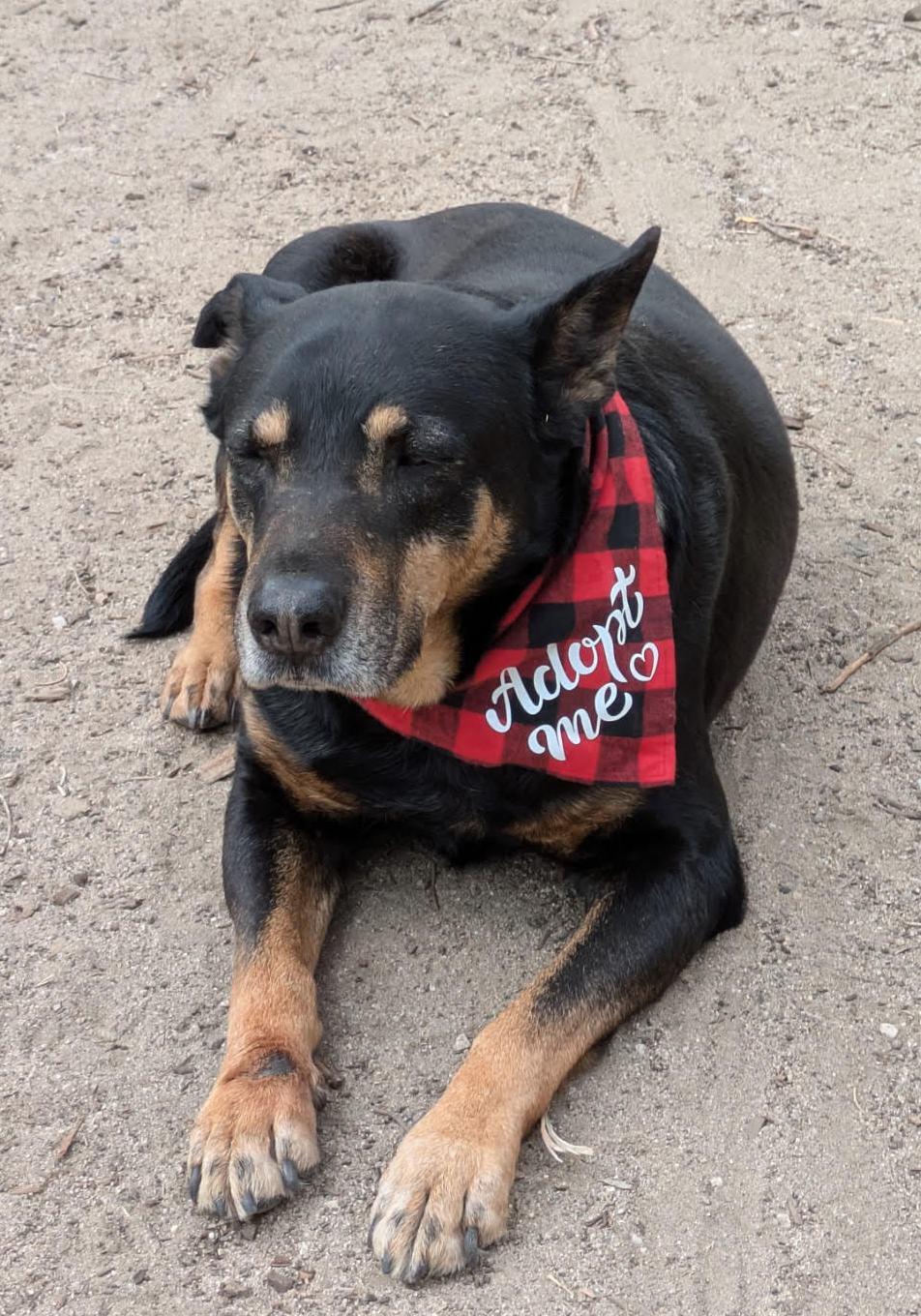 Enlarge George, a Adoptable mixed breed in Ventura, CA image 5/6