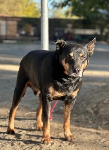Enlarge George, a Adoptable mixed breed in Ventura, CA image 4/6