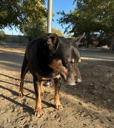 Enlarge George, a Adoptable mixed breed in Ventura, CA image 3/6